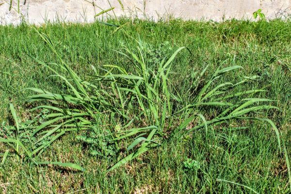 Crabgrass