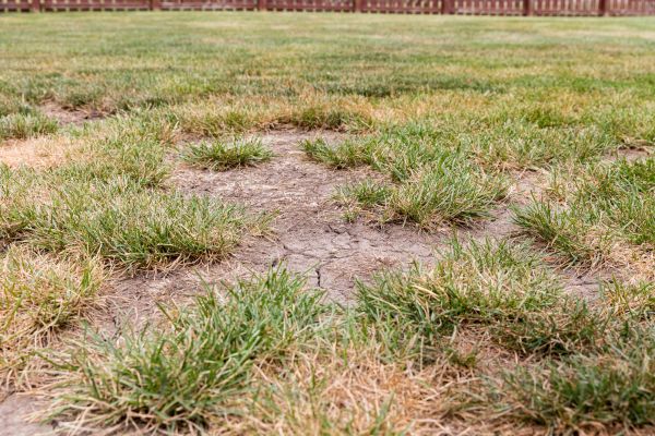 Dead Spots In Your Grass