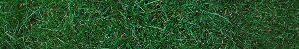 Kentucky Bluegrass