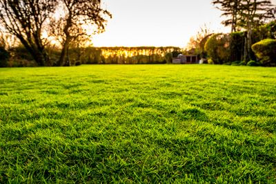 Summer Lawn