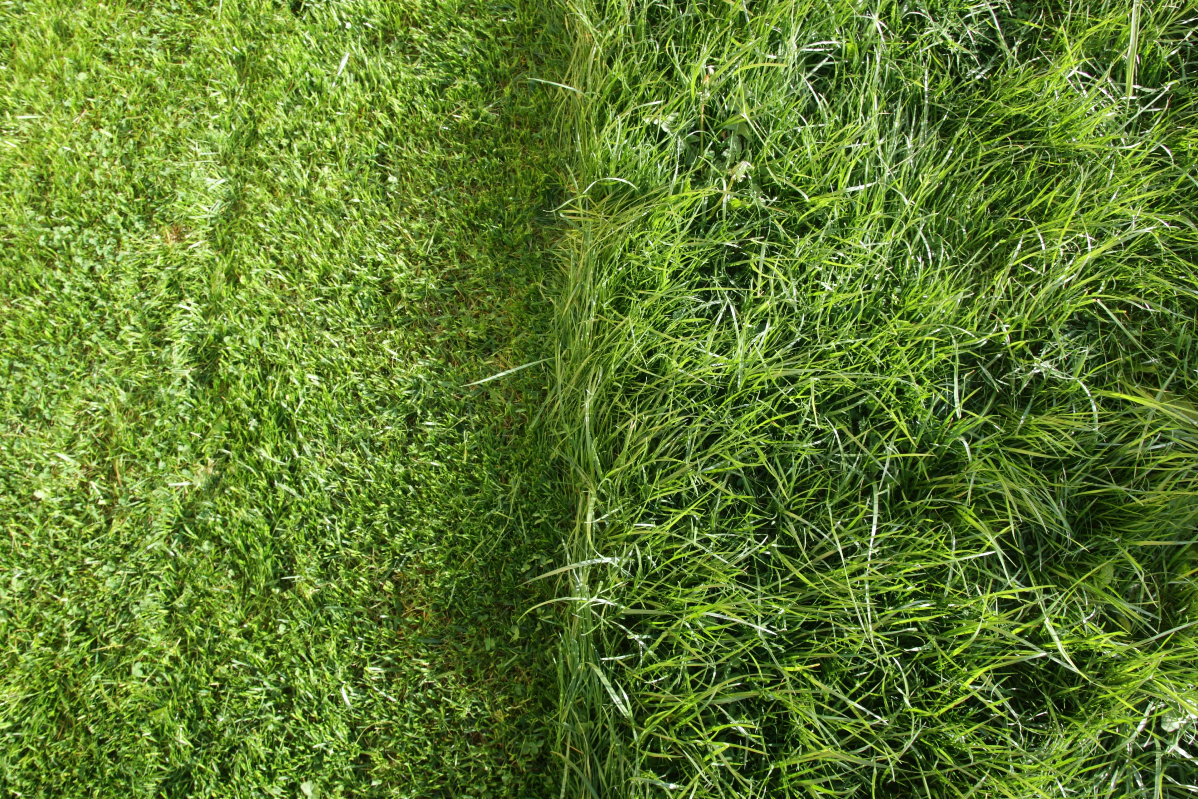 Settling the No Mow May debate