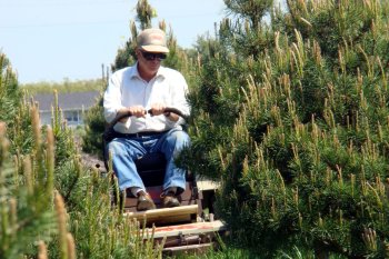 Christmas tree farmer benefits from Grasshopper maneuverability