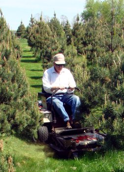 Christmas tree farmer benefits from Grasshopper maneuverability