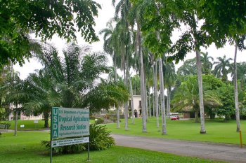 Grasshopper Zeros in on USDA Tropical Agricultural Research Station